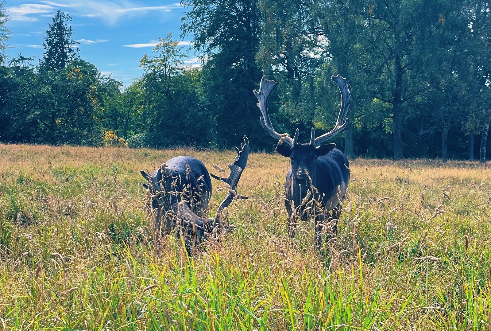 Fallow deer in the parkland at Raby Castle